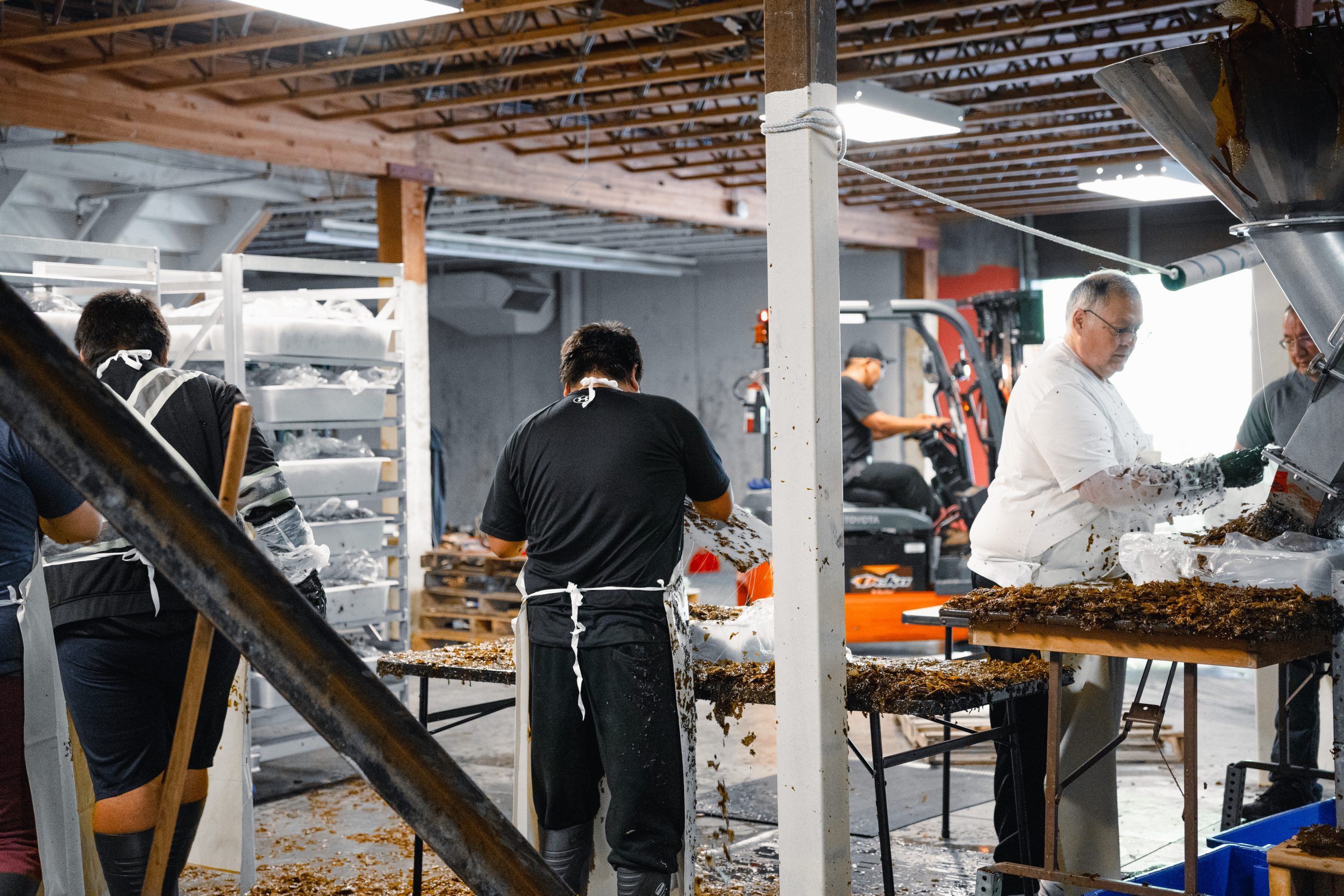 workers processing kelp inside a cold storage facility.